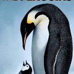 Poster for the movie "March of the Penguins"